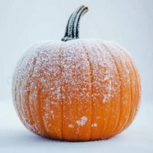Frozen Pumpkin Supplier in Dubai